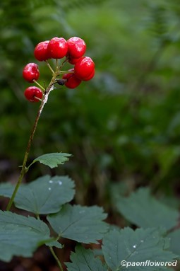Fruit